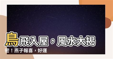 鳥飛 入 屋 風水|【有鳥飛進家裏】有鳥飛進家裡！破解常見迷信，揭開牠飛來的真。